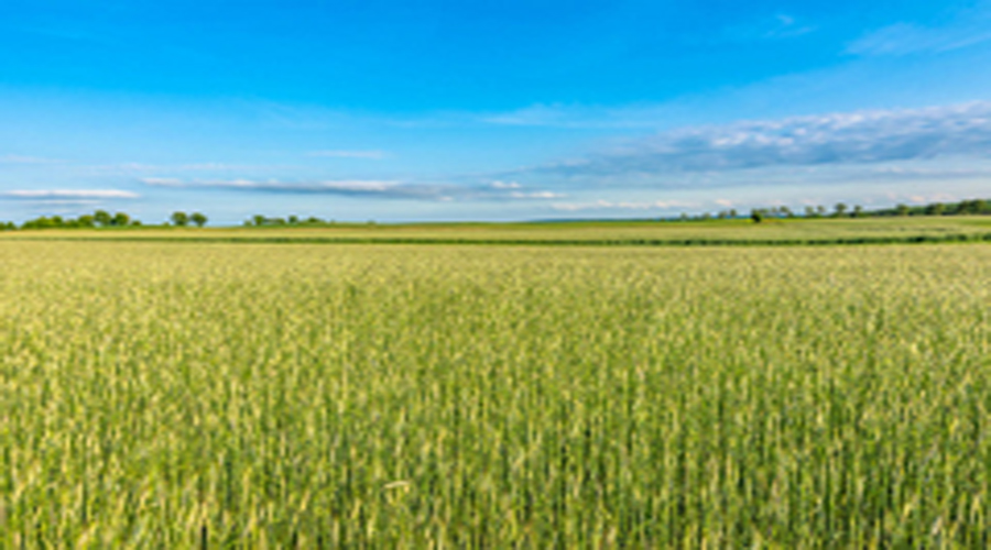 Crop Protection